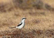  Raubwuerger - Great Grey Shrike  (Lanius excubitor)